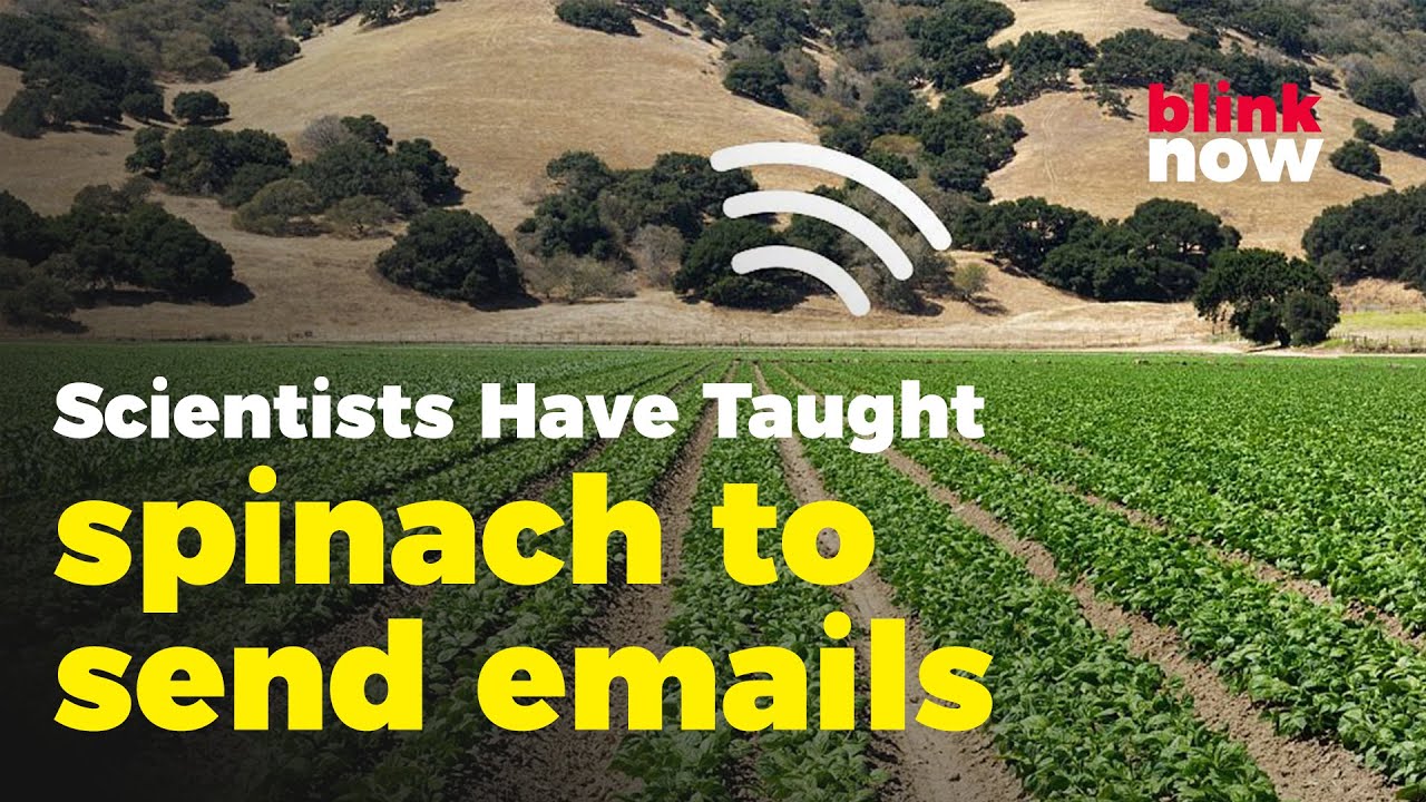 Scientists Have Taught Spinach Plant To Send Emails | Blink Now