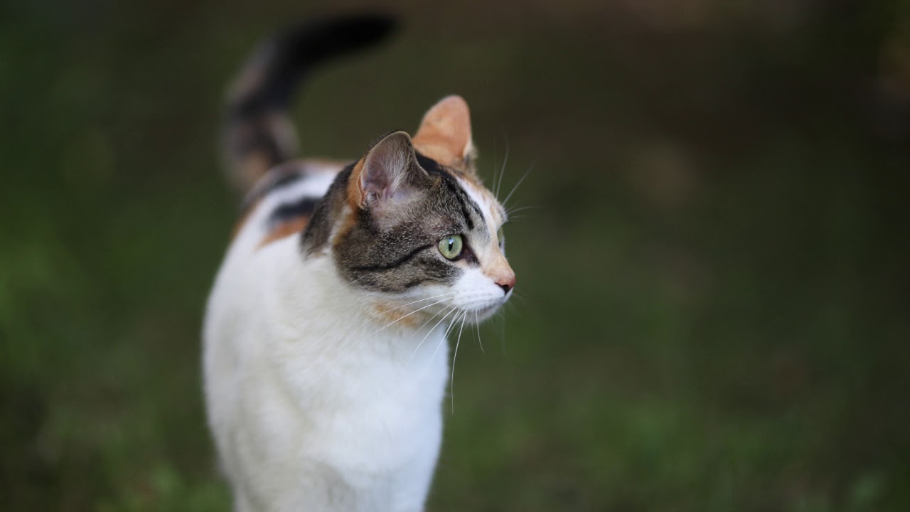 Google Photos: Pet Movie