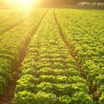 Imagem relacionada a Google e Unilever usam computação em nuvem para promover agricultura sustentável