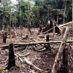 Imagem relacionada a Google e The Nature Conservancy se unem para combater a venda ilegal de madeira na Amazônia