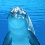 cute dolphine underwater