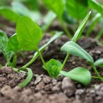 Imagem relacionada a Pesquisadores do MIT criam espinafre que envia e-mails