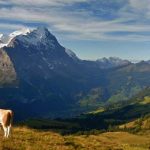 Imagem relacionada a Inteligência artificial do Google agora edita fotos como um profissional