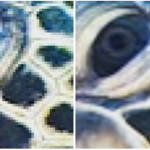 Imagem relacionada a RAISR: Google usa aprendizado de máquina para melhorar imagens de baixa qualidade