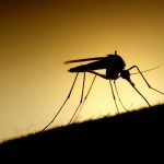 Imagem relacionada a Verily vai liberar 20 milhões de mosquitos infectados por bactérias em Fresno (EUA)