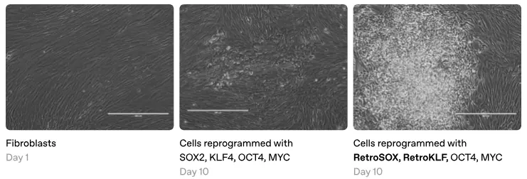 Imagem relacionada a OpenAI anuncia nova IA para criação de células-tronco
