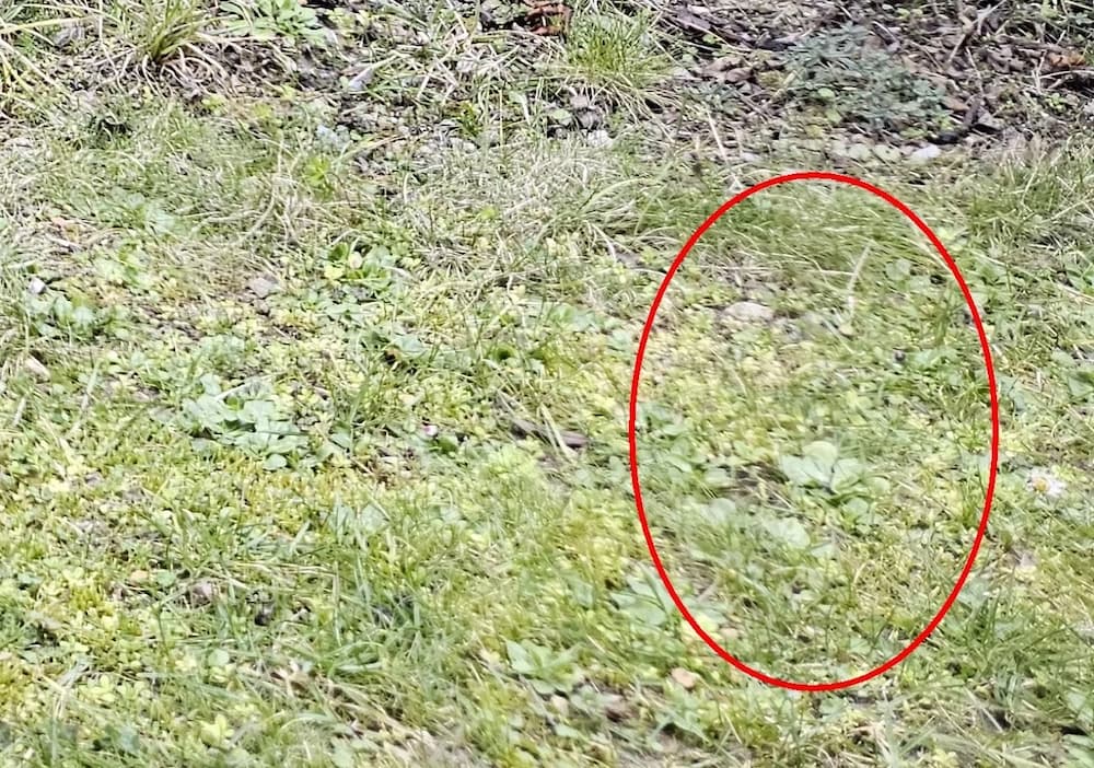 Imagem relacionada a Usuários do Samsung Galaxy S23 relatam problemas de foco e desfoque na câmera