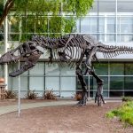 Imagem relacionada a Stan, o fóssil de dinossauro no Google: um lembrete da resiliência da empresa