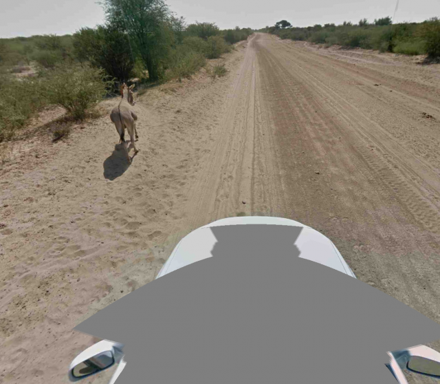 street-view-burro-2